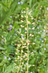 Roadside pennycress 